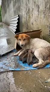 Mere Qui Protege Son Chiot | TikTok