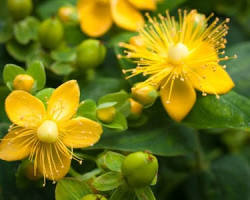 St. John's wort flower