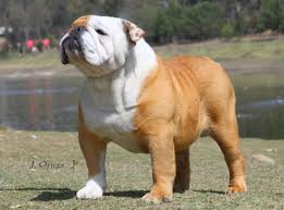 Resultado de imagem para bulldog ingles