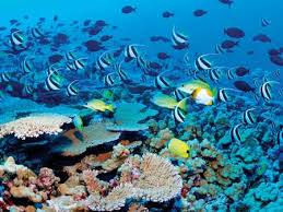 Kết quả hình ảnh cho vầng trăng ai xẻ làm đôi images