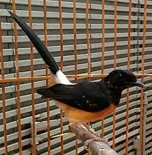 Hasil gambar untuk murai batu