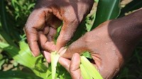 Government of Tanzania to improve plant health surveillance with support from EU and FAO
