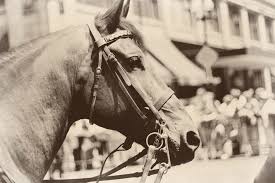 Image result for vintage horse
