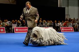 Résultat de recherche d'images pour "dog show"