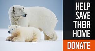 Image result for polar bear