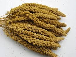 Image result for MILLET