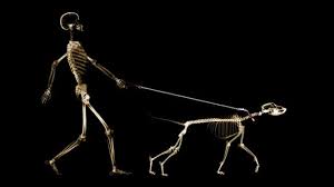 Resultado de imagen para cuerpo humano