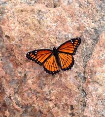 Image result for mh17 wings