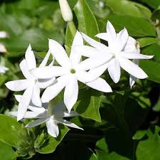 Image result for chathura mulla