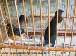 Hasil gambar untuk murai batu