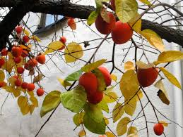 Image result for ‫كاكا نبات‬‎