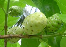 Hasil gambar untuk khasiat buah mengkudu