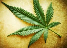 Image result for marijuana leaf