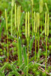 Lycopodium barlapp