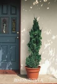 Image result for monrovia green pot