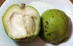 Sapote