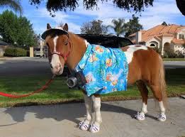 Image result for minature horse shoes