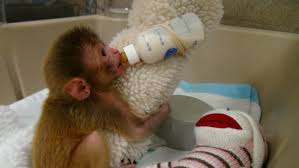 Image result for MONKEYS
