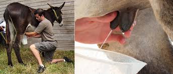 Image result for donkey milk