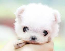 نتیجه تصویری برای عکس حیوانات و بچه ها