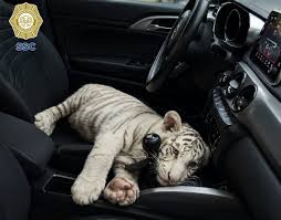 Detienen en Iztapalapa a sujeto con un cachorro de tigre de bengala blanco