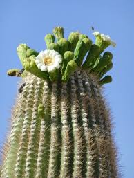 Image result for saguaro cactus