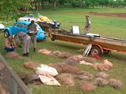 Resultado de imagem para pesca rs