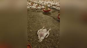 Schlimme Tierquälerei im Saale-Holzland: Tierschützer kritisieren Ermittlungen