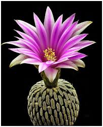 Bildergebnis für hoa xương rồng đẹp