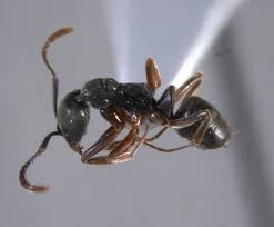 Invasive ant with deadly sting is spreading in the US, including Ohio
