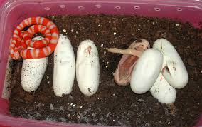 A fascinating discovery! The Red-Striped Two-Headed Snake captivates with its ᴜпіqᴜe traits.