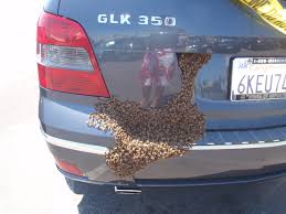 Résultat de recherche d'images pour "covered in bees"