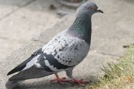 Image result for pigeons