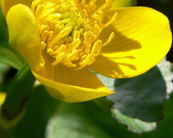 Afbeelding van Caltha palustre flower