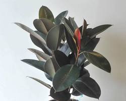 Rubber plant (Ficus elastica)