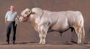 Image result for belgian blue bull meat