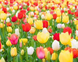 Image of photo of flowers