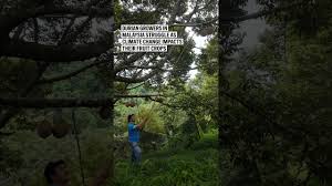 Durian growers in Malaysia struggle as climate change impacts their fruit crops