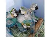 Image result for baby macaw parrot for sale