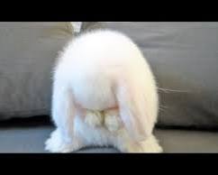 rabbit cleaning its faceの画像