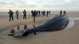 Bildergebnis für pottwale strandungen steffens