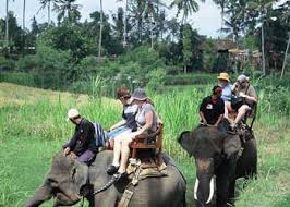 Hasil gambar untuk ELEPHANT RIDE BALI