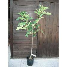 Risultati immagini per fico brogiotto