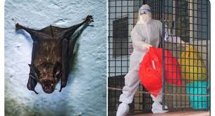 A new bat virus outbreak in India... 2026 I'm already done ...