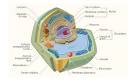 La cellula vegetale, Simonetta Giordano Biologia Vegetale e
