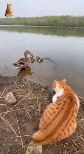 搞笑猫咪视频大集合 | TikTok