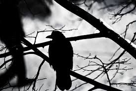 Image result for ?قارقار کلاغ?&lrm;