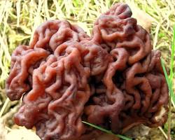 Image of Gyromitra esculenta Mushroom