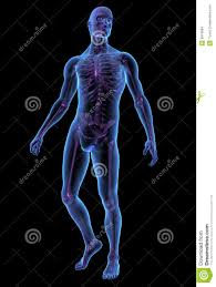 Resultado de imagen para cuerpo humano