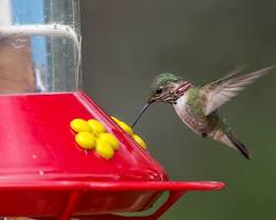 Image of hummingbird feeding